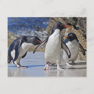 Rocky Trio Postcard