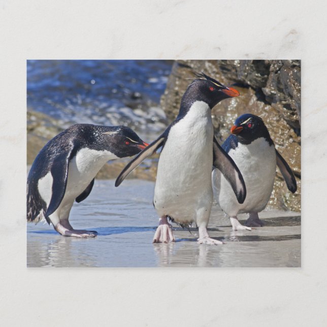 Rocky Trio Postcard (Front)