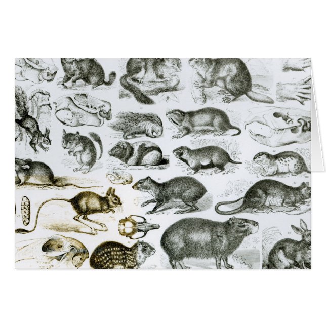 Rodentia-Rodents or Gnawing Animals (Front Horizontal)