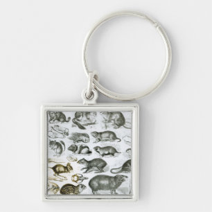Rodentia-Rodents or Gnawing Animals Key Ring