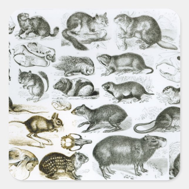 Rodentia-Rodents or Gnawing Animals Square Sticker (Front)