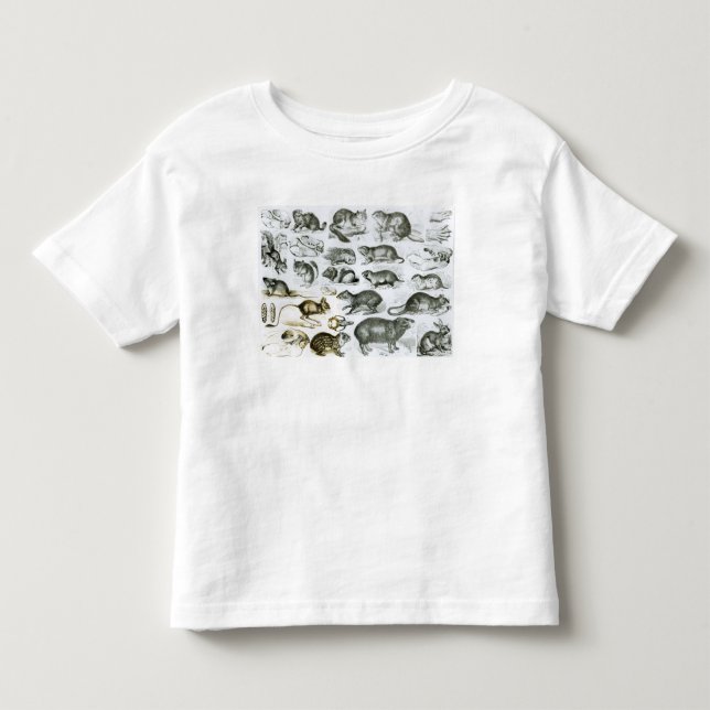 Rodentia-Rodents or Gnawing Animals Toddler T-Shirt (Front)