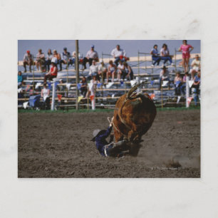 Rodeo rider falling from bull postcard