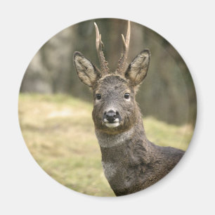 Roe Deer Buck Magnet
