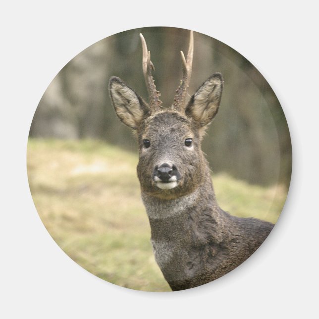 Roe Deer Buck Magnet (Front)
