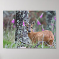 Roe Deer