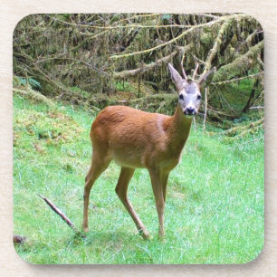 Roe Deer Stag Posing 6 Coaster Set