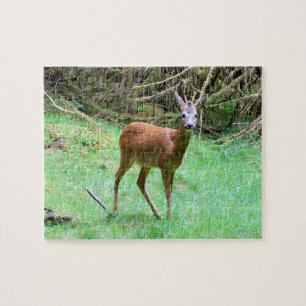 Roe Deer Stag Posing Jigsaw Puzzle