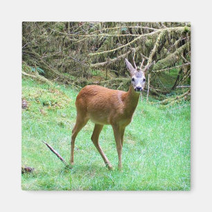 Roe Deer Stag Posing Magnet