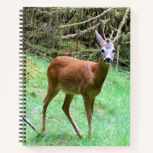 Roe Deer Stag Posing Notebook