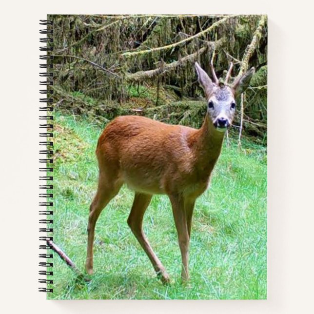 Roe Deer Stag Posing Notebook (Front)