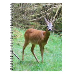 Roe Deer Stag Posing Notebook