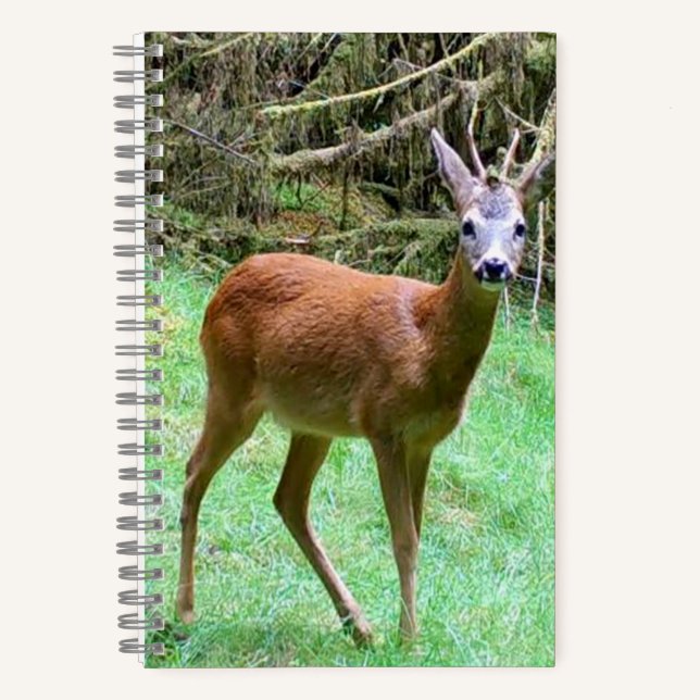 Roe Deer Stag Posing Notebook (Front)