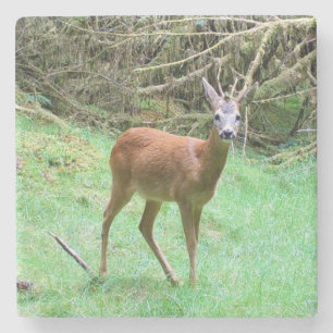 Roe Deer Stag Posing Stone Coaster