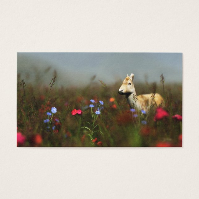 Roe in a Meadow Bookmarks (Front)