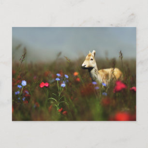 Roe in a Meadow Postcard