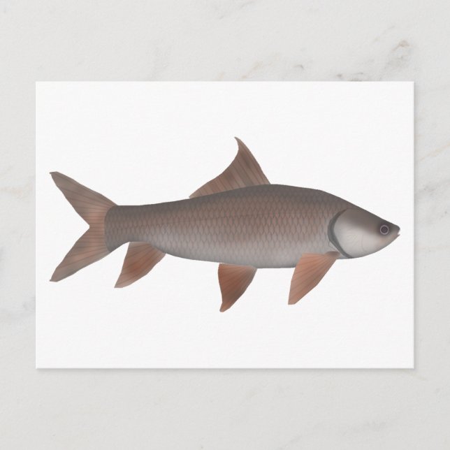 Roho Labeo Postcard (Front)