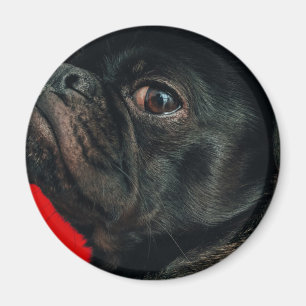 rojo dog magnet