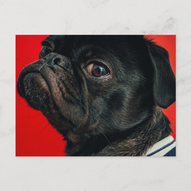 rojo dog postcard (Front)