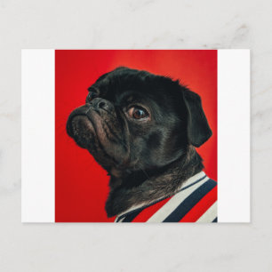 rojo dog postcard