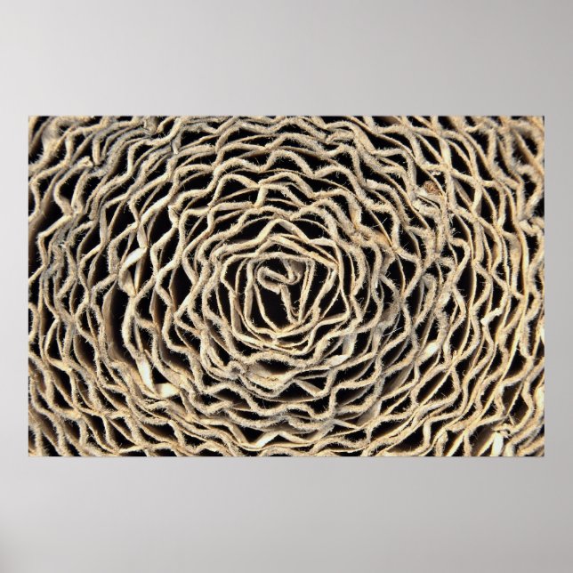 Roll of corrugated paper poster (Front)