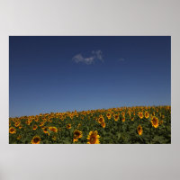 Rolling flowers