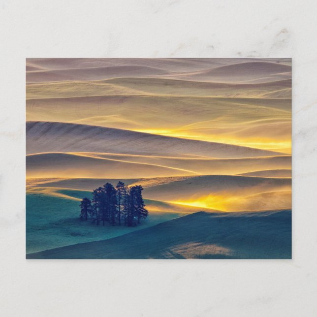 Rolling Hills of Wheat at Sunrise | WA Postcard (Front)