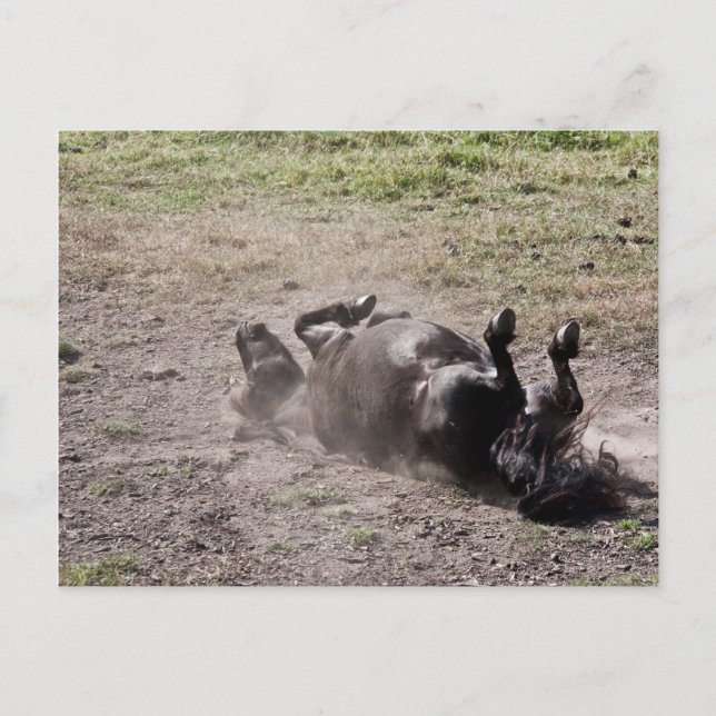Rolling horse postcard (Front)