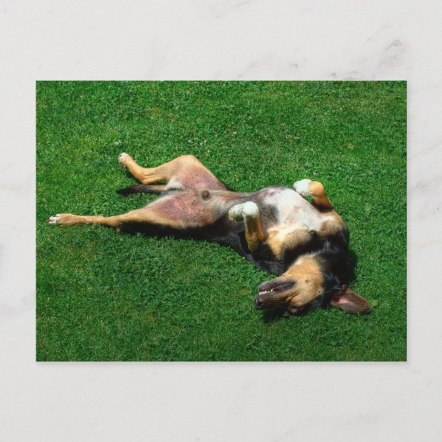 rolling int the grass postcard (Front)