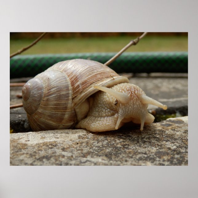 Roman Snail Poster (Front)