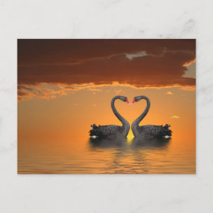 Romancing Swans Postcard