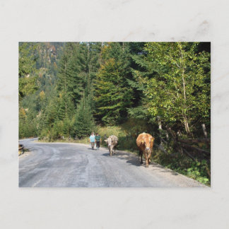 Romania, Moldova, walking the cows Postcard