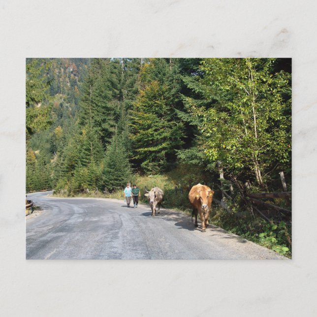 Romania, Moldova, walking the cows Postcard (Front)