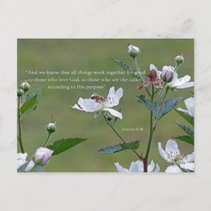 Romans 8:28 postcard