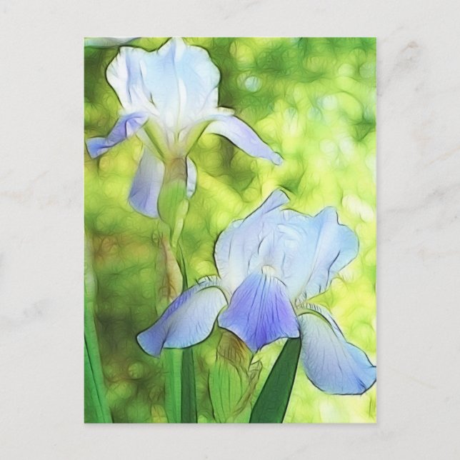 Romantic Blue Irises Postcard (Front)