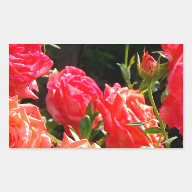 Romantic Coral Roses Rectangular Sticker (Front)