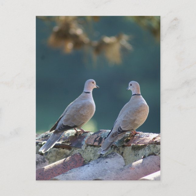 Romantic Doves Postcard (Front)
