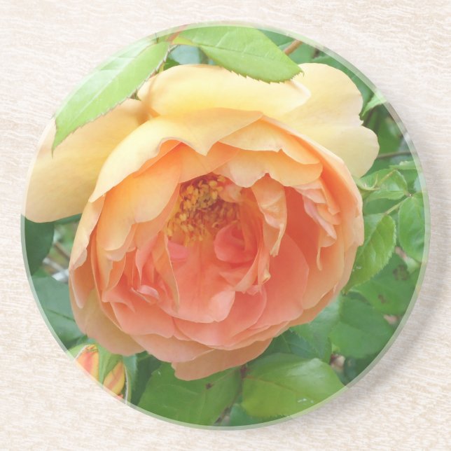 Romantic elegant  Orange Roses Coaster (Front)