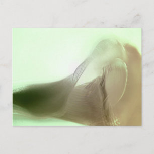 Romantic Flower Detail Postcard