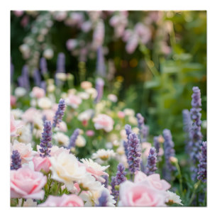 Romantic Garden Bloom – Pink Roses and Lavender Poster