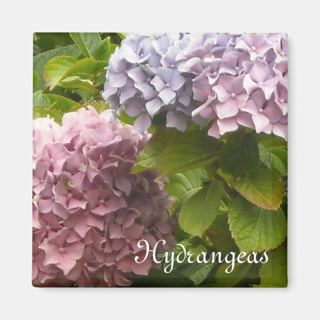 Romantic Hydrangeas Magnet (Front)