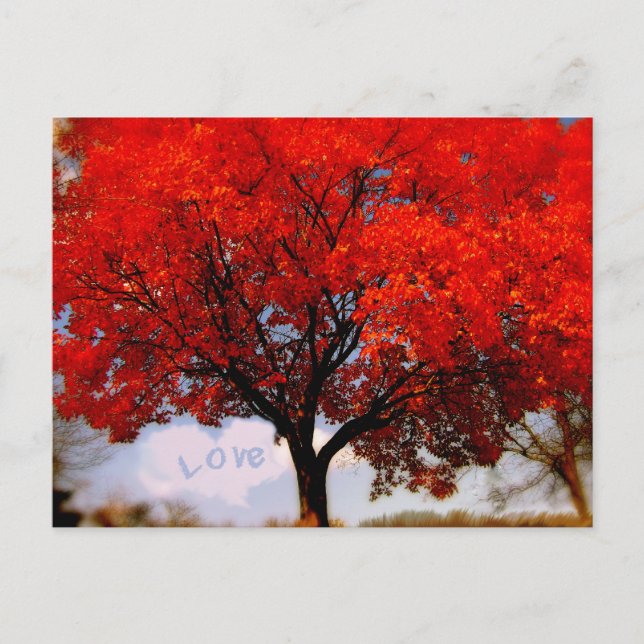 Romantic Love is in the Air Red Fall Tree Postcard (Front)