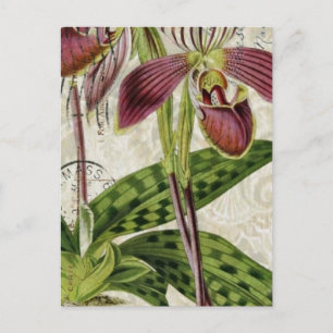 romantic parisian tropical french botanical orchid postcard