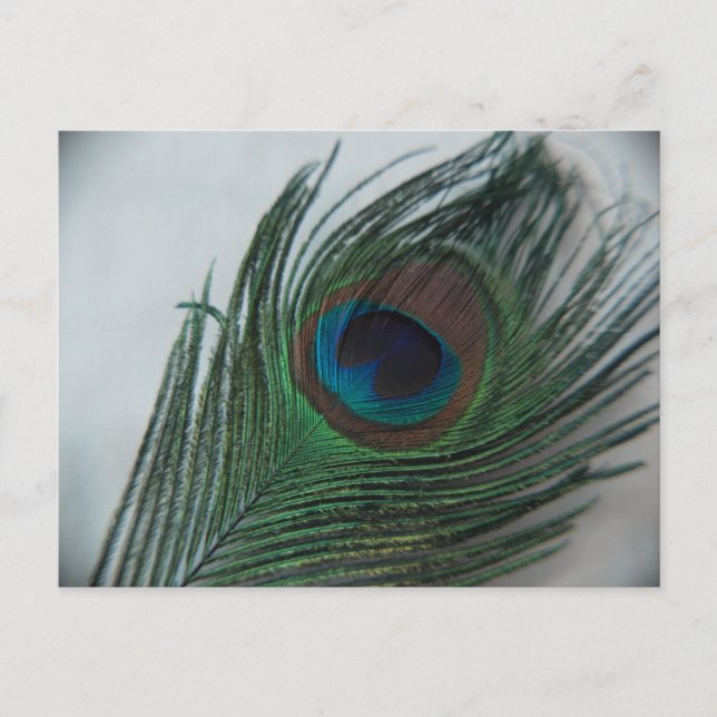 Romantic Peacock Feather Postcard (Front)
