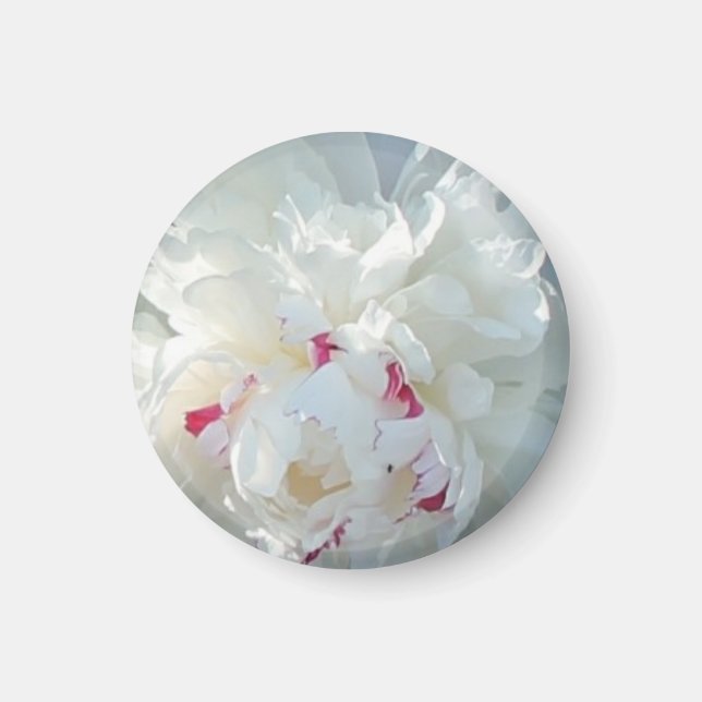 Romantic Peony Magnet (Front)