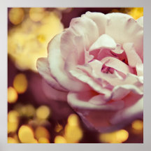 Romantic Pink Rose and Golden Yellow Bokeh