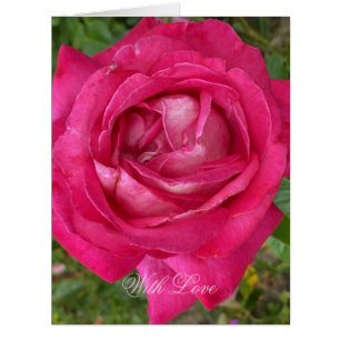Romantic Pink Rose Flower Photography Floral