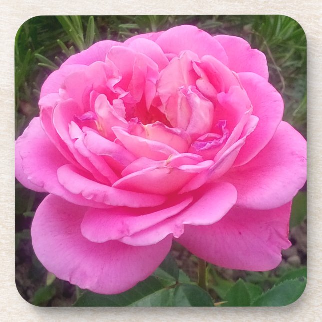 Romantic Pink Rose 'Leonardo Da Vinci'    Coaster (Front)