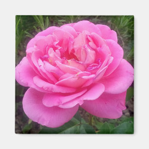 Romantic Pink Rose 'Leonardo Da Vinci' Magnet