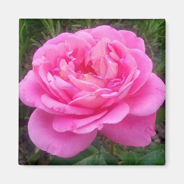 Romantic Pink Rose 'Leonardo Da Vinci'  Magnet (Front)